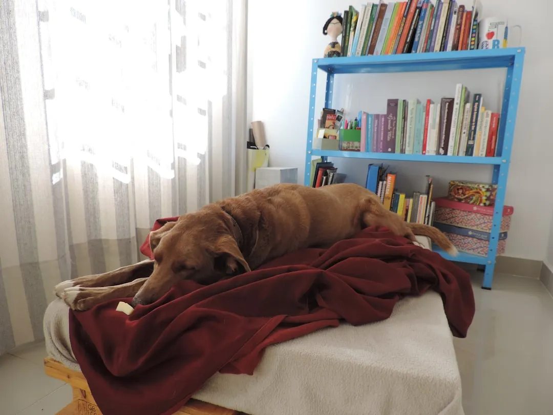 Más sobre Cachorros